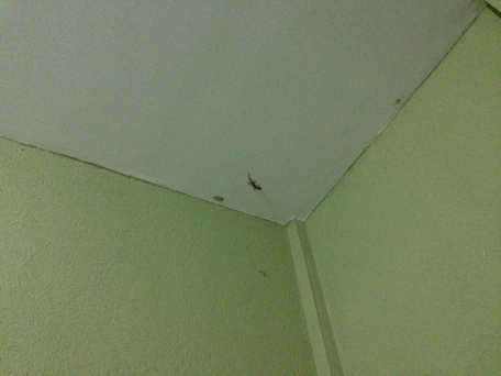 A tiny lizzard in my room