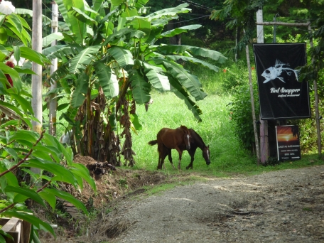 Horses roaming free