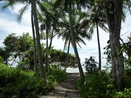 Palmtrees lining the ocean