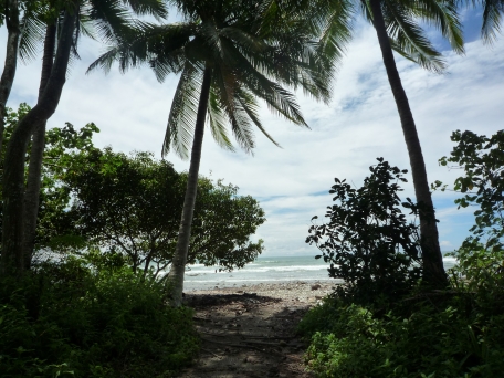 Palmtrees lining the ocean