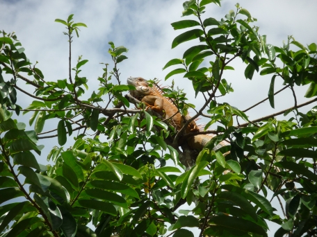 massive lizard atop a tree