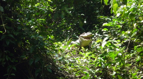 catching up II - my trip to the Tortuguero National Park