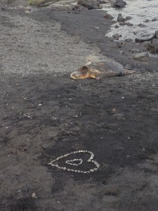 A sea turtle resting at the Black Sand Beach